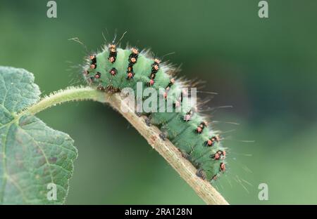 Petite papillon de l'empereur (Saturnia Pavonia), chenille Banque D'Images