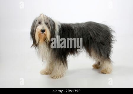 Collie barbu, 11 ans, chien âgé Banque D'Images