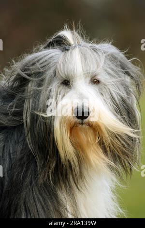 Collie barbu, 11 ans, chien âgé Banque D'Images