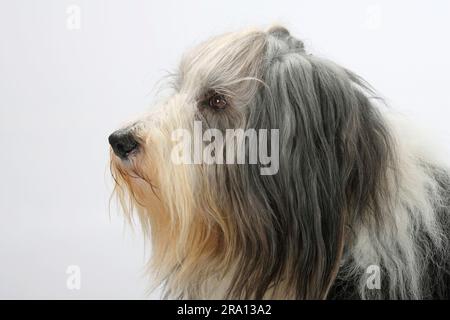 Collie barbu, 11 ans, vieux chien, latéral, profil Banque D'Images