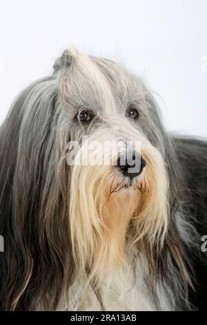 Collie barbu, 11 ans, chien âgé Banque D'Images