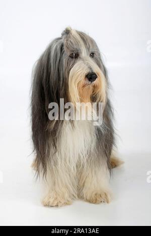 Collie barbu, 11 ans, chien âgé Banque D'Images