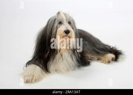 Collie barbu, 11 ans, chien âgé Banque D'Images