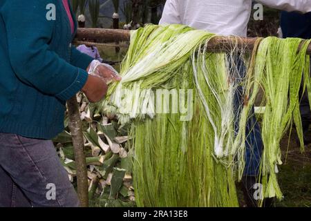 Femme nouant des fibres de sisal (Agave sisalana), production de fibres de sisal, Casarpamba, province d'Imbabura, Équateur Banque D'Images