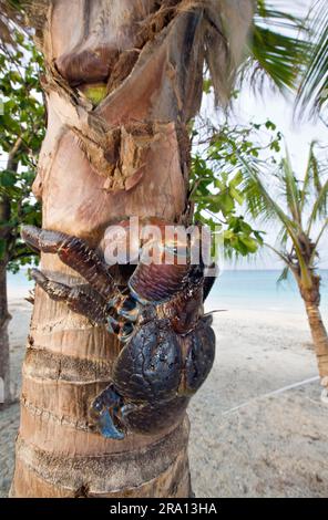 Crabe de noix de coco (Birgus latro) sur le tronc de la paume, l'île de bikini, l'atoll de bikini, les îles Marshall, le crabe de noix de coco, Micronésie Banque D'Images