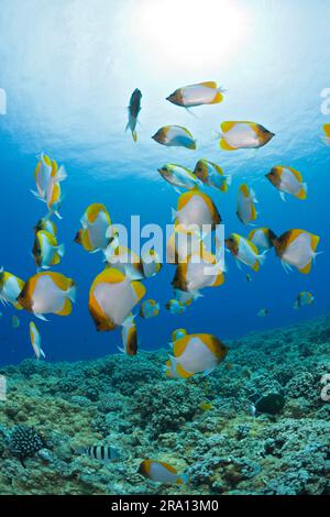 Pyrombère jaune (Hemitaurichthys polylepis), Molokini Crater, île de Maui, butterflyfish Pyramid, États-Unis Banque D'Images