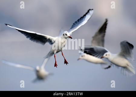 Goélands à tête noire en plumage d'hiver, plumage de plaine, Goéland à tête noire (Larus ridibundus), Allemagne Banque D'Images