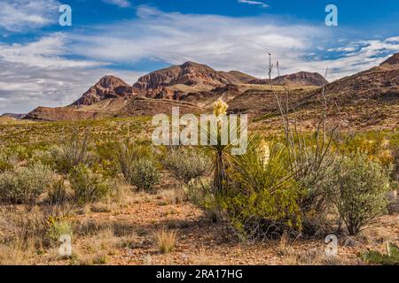 Giant dagger yucca, ocotillo, Goat Mountain in distance, Mule Ear Spring Trail, parc national de Big Bend, Texas, États-Unis Banque D'Images