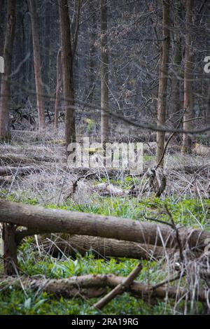 Des faons surpris à la recherche d'un danger potentiel après avoir entendu la pression des brindilles. La beauté de la nature sauvage. Banque D'Images