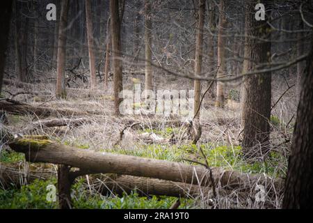 Des faons surpris à la recherche d'un danger potentiel après avoir entendu la pression des brindilles. La beauté de la nature sauvage. Banque D'Images