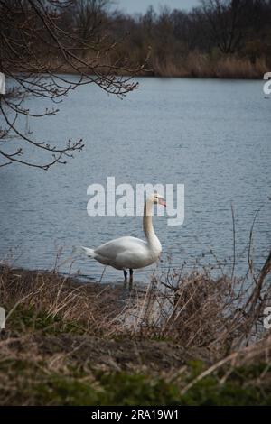 Portrait d'un cygne blanc debout sur la rive en regardant la surface calme du lac sous la lumière du soleil du matin près d'Ostrava. Banque D'Images