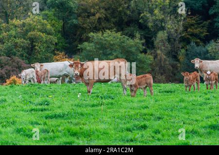 un troupeau de vaches se tient contre le fond de l'herbe verte, une vache se tient au loin et mange l'herbe verte, le concept de l'agriculture. Banque D'Images