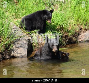 une truie d'ours noir et ses deux petits nageant dans la rivière platte sud en été dans le canyon de waterton, littleton, colorado Banque D'Images