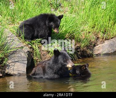 une truie d'ours noir et ses deux petits nageant dans la rivière platte sud en été dans le canyon de waterton, littleton, colorado Banque D'Images