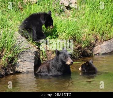 une truie d'ours noir et ses deux petits nageant dans la rivière platte sud en été dans le canyon de waterton, littleton, colorado Banque D'Images