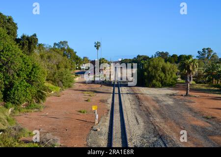 Lignes de train droites ou voies ferrées menant à la ville de Mildura dans l'outback sur la Murray River dans le Victoria avec un seul grand palmier. Banque D'Images