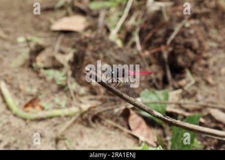 Vue latérale d'un faucon de marais à queue cramoisi mâle (Orthetrum Pruinosum) perché au-dessus d'une feuille de noix de coco sèche élevée qui est tombée sur le sol Banque D'Images