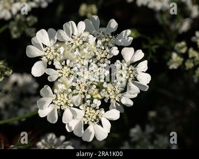 Une tête de fleur blanche claire de la célèbre grandiflora annuelle Orlaya Banque D'Images