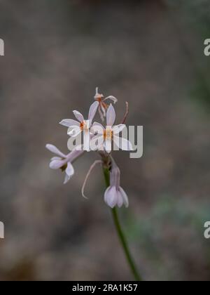 Un gros plan des délicates fleurs de lilas pâle de Tulbaghia 'Cariad' Banque D'Images