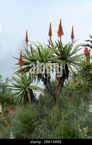 Bel arbre succulent, plante indigène, Krantz Aloe, Aloe arborescens, plante médicinale, Graskop, Afrique du Sud, dans l'habitat naturel, la beauté dans la nature Banque D'Images