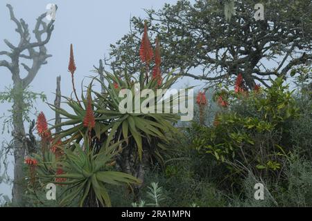 Bel arbre succulent, plante indigène, Krantz Aloe, Aloe arborescens, plante médicinale, Graskop, Afrique du Sud, dans l'habitat naturel, la beauté dans la nature Banque D'Images