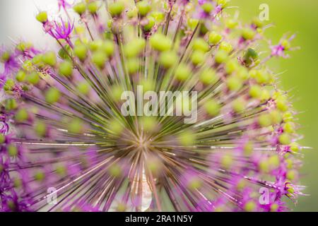 Gros plan sur les coulées d'un poireau de jardin (allium) avec accent sur le centre et bourgeons flous au premier plan Banque D'Images