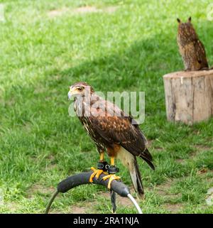 Harris's Hawk attend avec impatience de voler Lincoln Castle, Lincolnshire, Angleterre, Royaume-Uni Banque D'Images