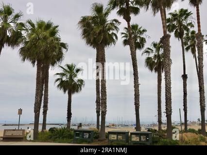 Vue sur le paysage depuis East Cabrillo Boulevard avec des palmiers et des distributeurs automatiques de journaux Santa Barbara California USA Banque D'Images