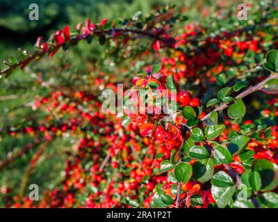 Magnifique cotoneaster Bush avec de longues branches inclinées et sinueuses parsemées de nombreuses petites baies rouges et orange dans un parc par une belle journée d'automne. Banque D'Images