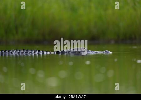 Alligator américain flottant sur la surface de l'eau Banque D'Images