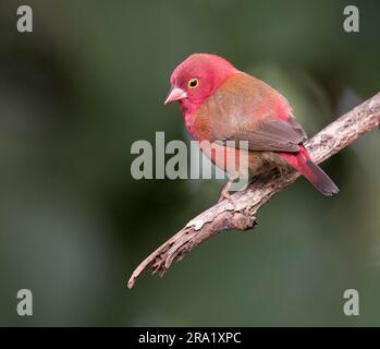 Feu à bec rouge finch (Lagonosticta senegala), homme perçant sur une branche morte, Gambie Banque D'Images