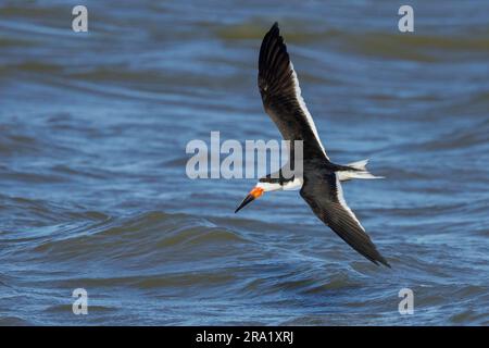 Skimmer noir (Rynchops niger), adulte en vol au-dessus de la mer, États-Unis, Texas Banque D'Images