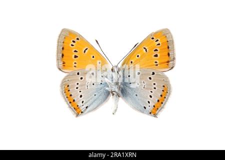 Cuivre de grande taille (Lycaena dispar carueli, Lycaena carueli), mâle, inférieur, découpé, Belgique Banque D'Images