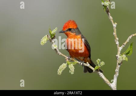 vermilion flycatcher (Pyrocephalus rubinus obscurus, Pyrocephalus obscurus), mâle adulte dans le plumage reproducteur, États-Unis, Californie Banque D'Images