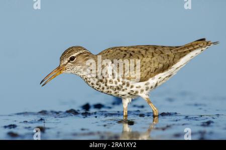 Piper de sable stilt (Micropalama himantopus), debout en eau peu profonde, États-Unis, Texas Banque D'Images