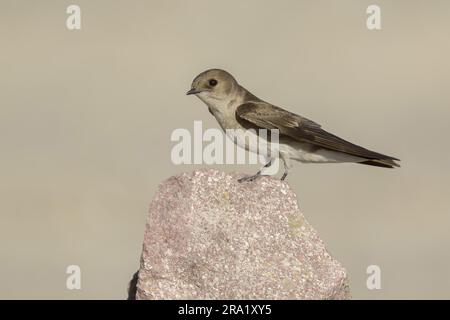 Hirondelle à ailes rugueuses (Stelgidopteryx serripennis), assise sur un rocher, États-Unis, Californie Banque D'Images