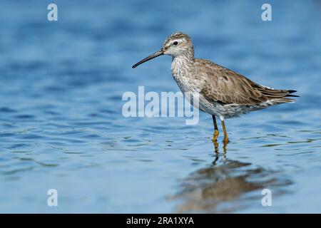 Piper de sable stilt (Micropalama himantopus), debout en eau peu profonde, États-Unis, Texas Banque D'Images