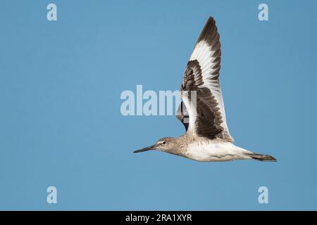 willet (Catoptrophorus semipalmatus, Tringa semipalmata), en vol, États-Unis, Texas Banque D'Images