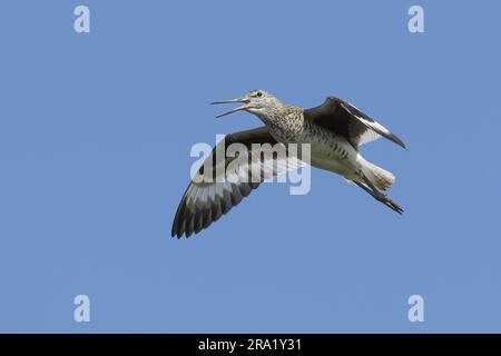 willet (Catoptrophorus semipalmatus, Tringa semipalmata), adulte en vol, appel, Etats-Unis, Texas Banque D'Images