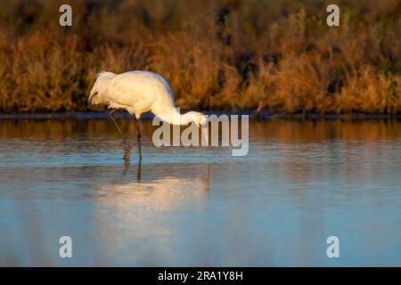 Grue blanche (Grus americana), adulte pendant l'hiver à Marshland dans le Comté d'Aransas, États-Unis, Texas Banque D'Images