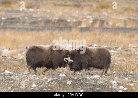 Boeuf musqué (Ovibos moschatus), deux boeufs musqués dans la toundra, en Norvège, Parc national de Dovrefjell Sunndalsfjella Banque D'Images