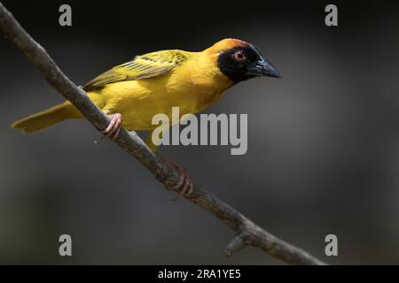 Tisserand en vitelline masqué (Ploceus vitellinus), perching masculin sur une branche, vue latérale, Gambie Banque D'Images