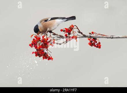 Bullfinch, bullfinch eurasien, bullfinch du nord (Pyrrhula pyrrhula), femelles mangeant des framboises en hiver, vue latérale, Italie Banque D'Images