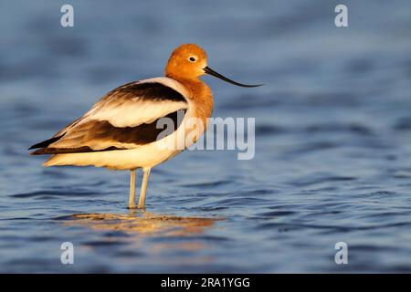 American Avocet (Recurvirostra americana), debout en eau peu profonde, États-Unis, Texas Banque D'Images