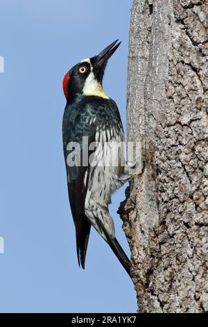 Acorn woodpecker (Melanerpes formicivorus), homme adulte, États-Unis, Californie Banque D'Images