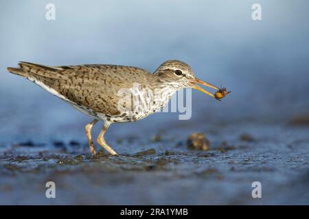 Piper de sable stilt (Micropalama himantopus), avec des proies dans son bec, USA, Texas Banque D'Images