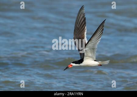 Skimmer noir (Rynchops niger), adulte en vol le long de la côte, États-Unis, Texas Banque D'Images