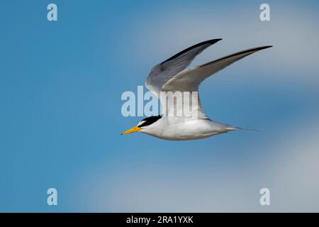 Le petit sternum (Sternula antillarum, Sterna antillarum), en vol, États-Unis, Texas Banque D'Images