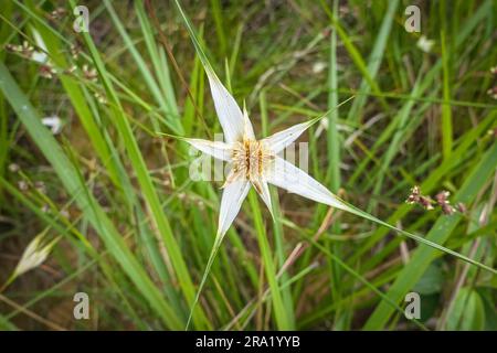 Gros plan d'une fleur blanche de forme unique avec des lames vertes de fond d'herbe, parc naturel de Caraca, Minas Gerais, Brésil Banque D'Images