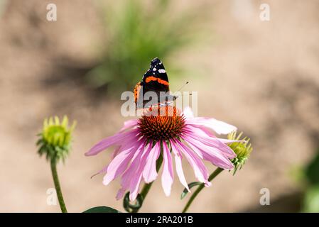 Papillon sur une fleur de marguerite violette un jour d'été ensoleillé. Banque D'Images